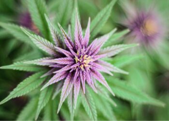 New Cannabinoid Has Been Discovered