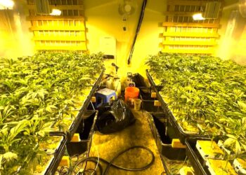 FBI Busts Chinese Nationalist Drug Ring, Found Exploiting US Immigration Laws