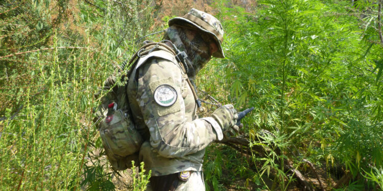 Illegal Weed Farm Busted In Sequoia National Park