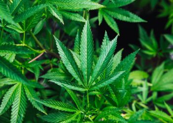 Marijuana Could be Biblically Justified if Rescheduled According to Ex-DOJ Official