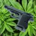 Firearms & Marijuana, New Federal Court Rulings Could Change How They’re Restricted