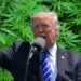 What’s the deal with Trump’s endocannabinoid video?