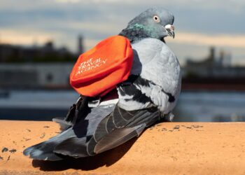 Can Carrier Pigeons Actually Deliver Weed?