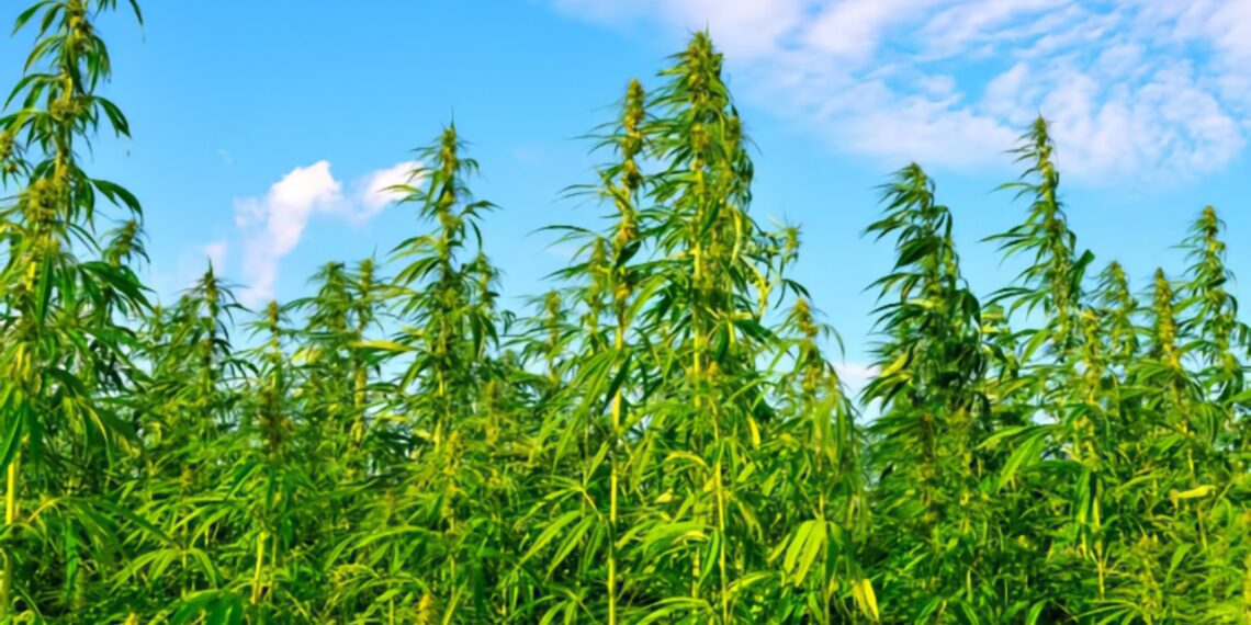 THC Ban will go into effect for Hemp across the country