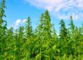 THC Ban will go into effect for Hemp across the country