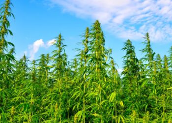 THC Ban will go into effect for Hemp across the country