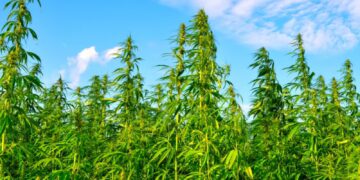 THC Ban will go into effect for Hemp across the country