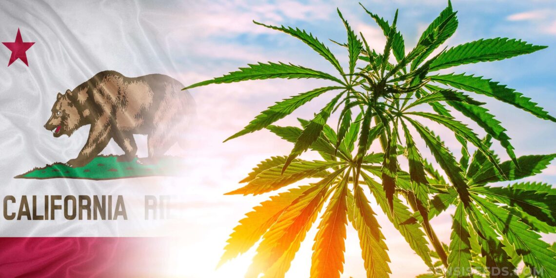 $30 Million In Cannabis Revenue To Go Towards THC Beverage Research in California