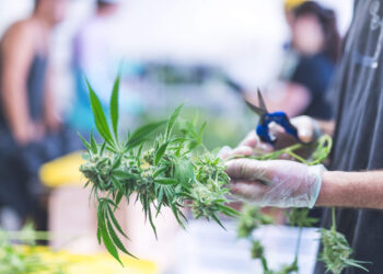 DEA States Marijuana Rescheduling Appeal Process ‘Still Pending’