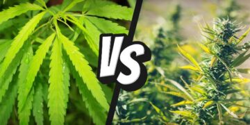 Since Hemp and Marijuana are So Similar, Why Are There A Million Different Laws Dividing the Two?