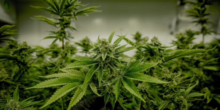 Repealing Medical Marijuana in Oklahoma doesn’t seem very popular