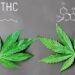 Turns out a lot of our marijuana is actually hemp