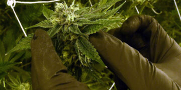 Cannabis Use in Congress: A Growing Reality Behind Closed Doors