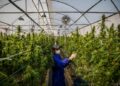 Legal Cannabis Industry Faces First-Ever Job Loss Amid Market Challenges