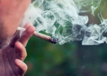 How Terpenes and Receptors Shape Cannabis’s Entourage Effect