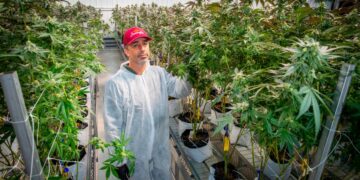 Massachusetts Faces Cannabis Legalization Repeal Battle Ahead of November Ballot