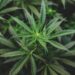 For medical marijuana needs, people are turning to alternative cannabinoids