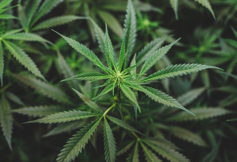 For medical marijuana needs, people are turning to alternative cannabinoids