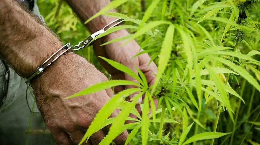GOP Senators Probe China’s Influence in U.S. Cannabis and Hemp Markets