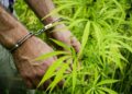 GOP Senators Probe China’s Influence in U.S. Cannabis and Hemp Markets