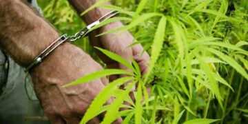 GOP Senators Probe China’s Influence in U.S. Cannabis and Hemp Markets