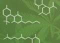 More THC doesn’t mean you’re more high