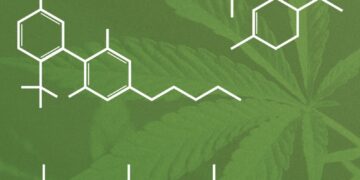 More THC doesn’t mean you’re more high