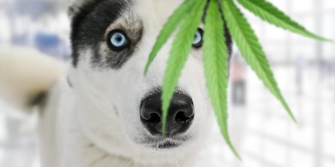 Maryland’s New Law Shields Veterinarians Recommending Medical Cannabis for Pets