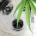 Maryland’s New Law Shields Veterinarians Recommending Medical Cannabis for Pets