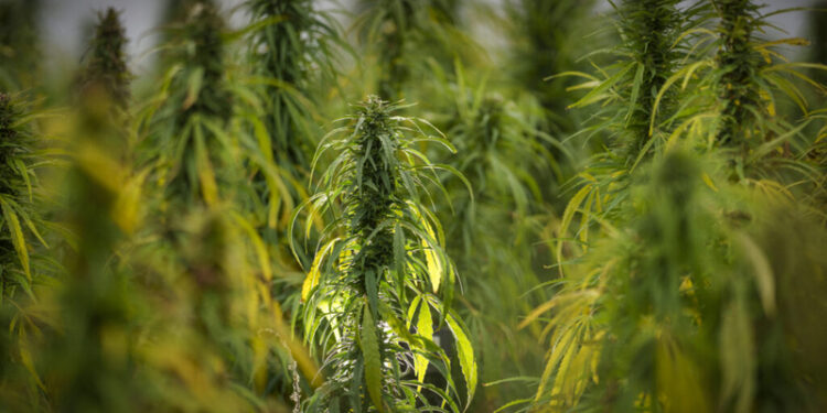 North Carolinians support legalized marijuana