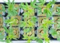 Aurora Cannabis Stock is blowing up