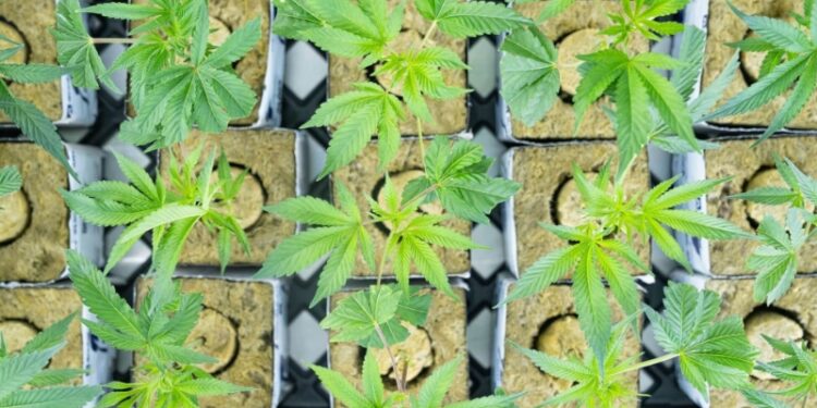 Aurora Cannabis Stock is blowing up